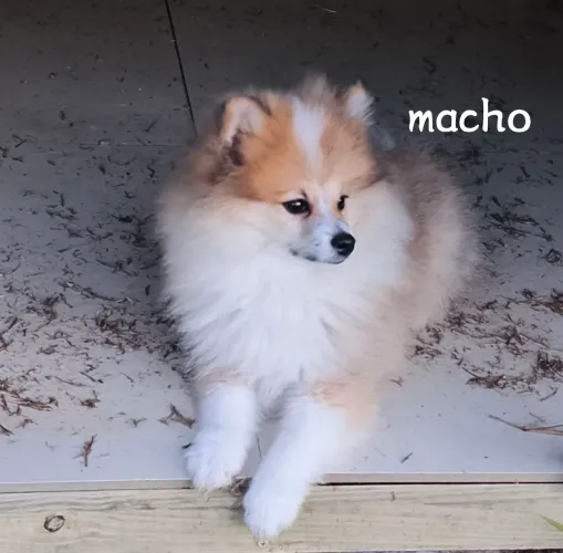 Lulu Pomerânia / com microchip Capri 