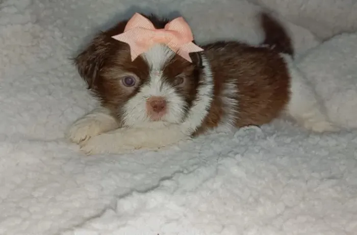 shihtzu tricolor