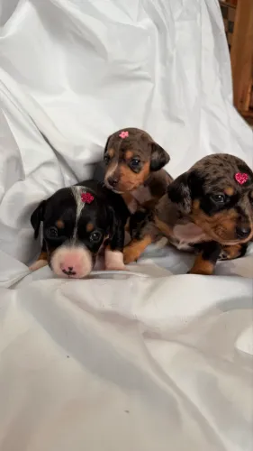 Filhote de Daschund (Salsichinha)