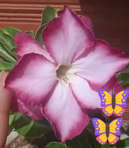 Rosa do deserto de flor roxa e gigante