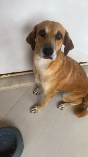 Cadelinha para doação