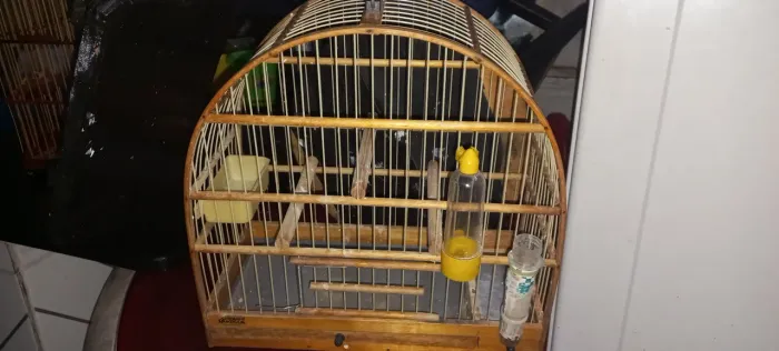 Gaiolas semi nova 