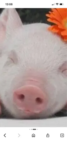 Mini pig rosa