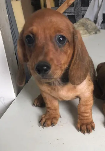 Filhote de teckel - salsicha