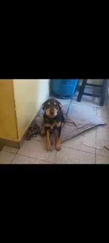 Cachorro para adoção, Pincher n4 misturado com shar-pei