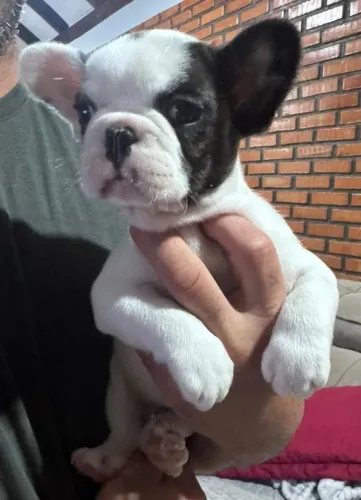 Buldogue francês