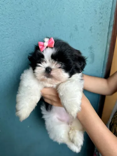 Doação responsável Pet