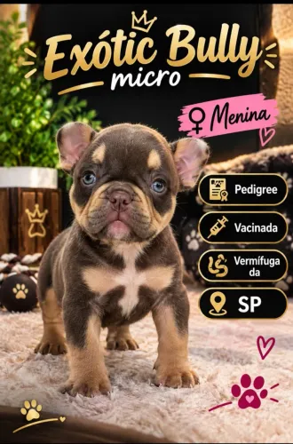 Exótico Bullyi micro fêmea