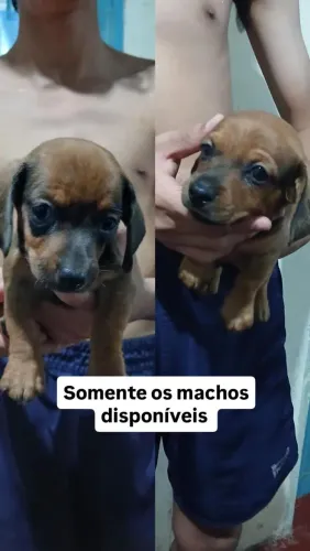 Cachorro Salsichas
