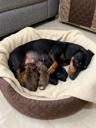Ninhada filhote Dachshund