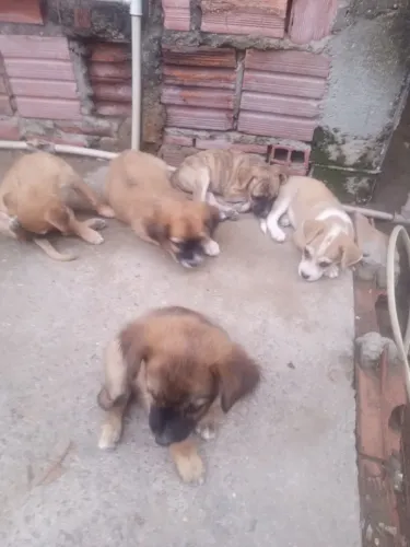 Tenho filhotes de para doar faço a entrega pra pessoas querer cuidar machos só uma e fêmea