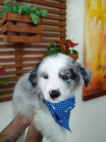 Quem leva um filhote,ganha um amigo fiel.