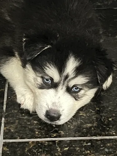 Filhotes Husky Siberiano  com pedigree CBKC 