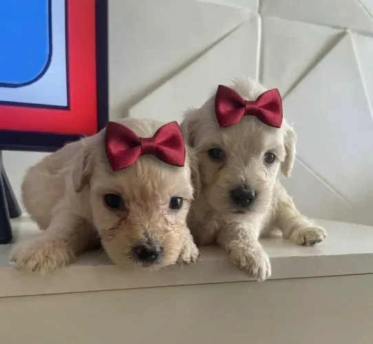 Cachorros porte pequeno