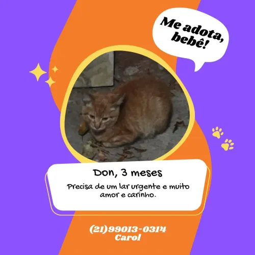 Gatinho precisa de Lar urgente
