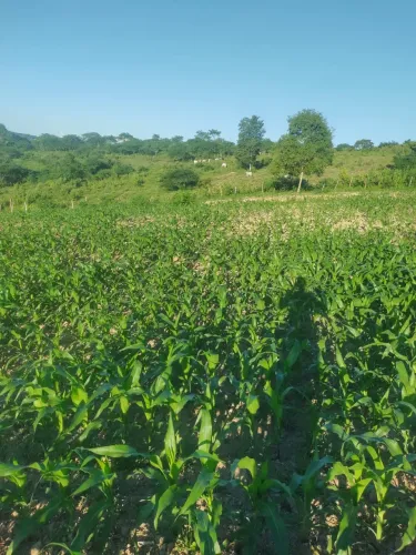 Vendo terreno de 30 tarefas com casa