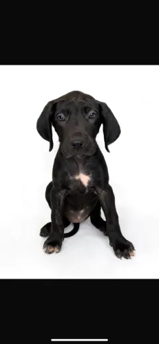 Cachorro fila brasileiro
