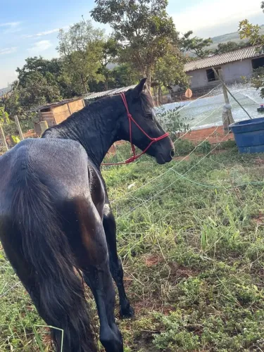Cavalo