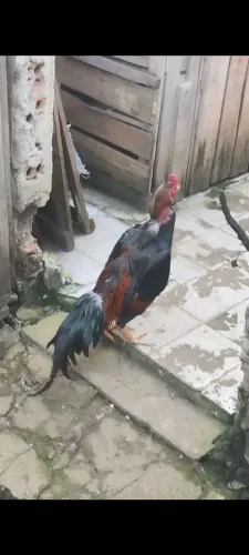 Galo Mura