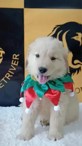 Golden Retriever lindos bebês disponíveis