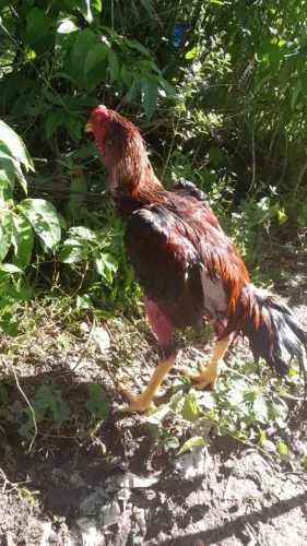 Galo de raça