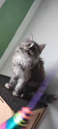 bebê fêmea Maine coon