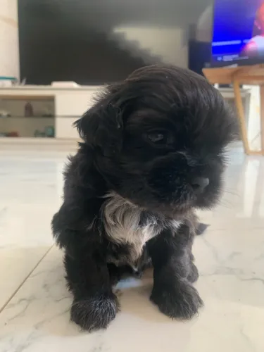 Cachorro shih tzu