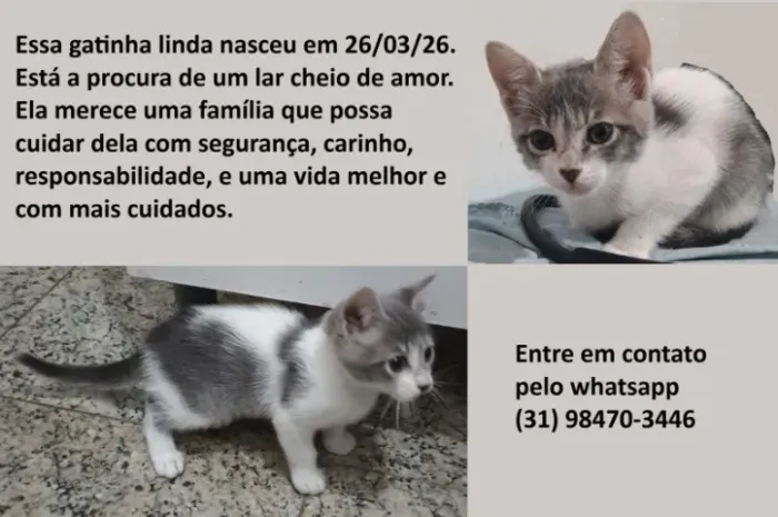 Gatinhos filhotes para doação