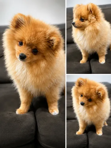 Spitz macho