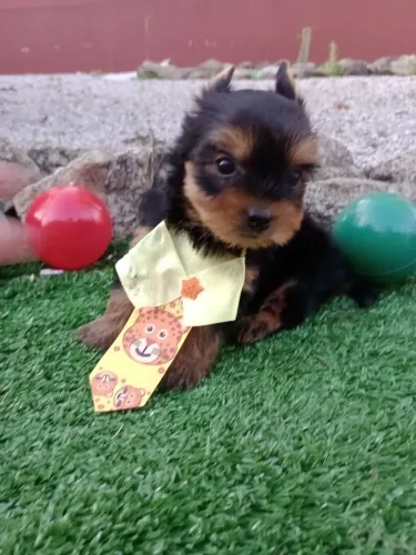 Yorkshire macho com pedigree em 10x no Cartão. Entregamos