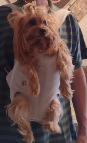 Mochila pet 