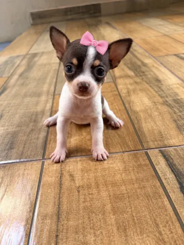 Pinscher zero fêmea