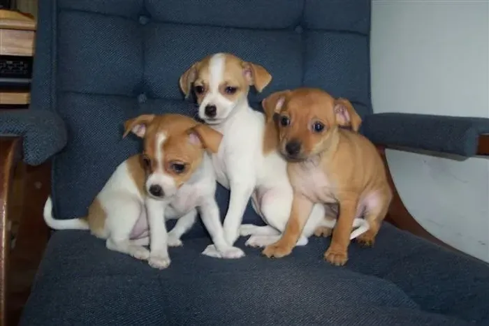 pinscher x fox paulistinha