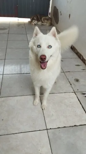 Husky siberiano macho albino branco dos olhos azuis. Disponível para cruza (cobertura)