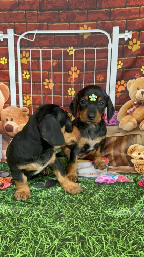 Dachshund filhotinhos lindos 