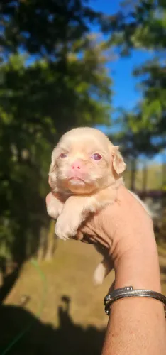 Shih-tzus Albinos Olhos AZUIS