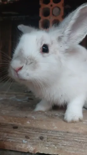 Severo Snape Disponível Mini Coelho Lion Head 