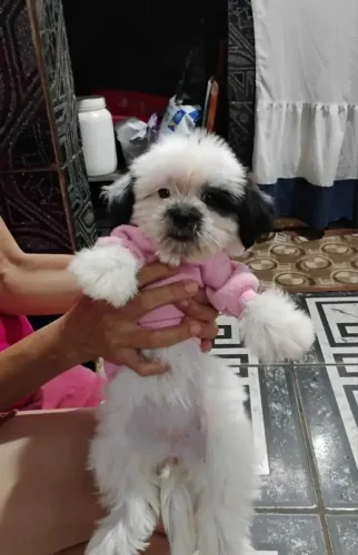 Vende-se Shitzu fêmea 