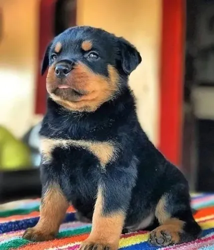 Rottweiler ¿ Amor puro incondicional