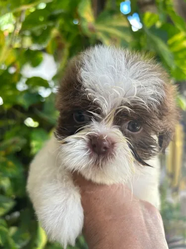Linda filhote Shih tzu disponível