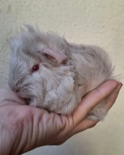 PORQUINHOS DA ÍNDIA ALPACAS E PERUANOS