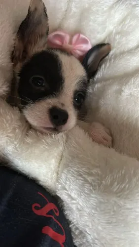 DOAÇÃO URGENTE DE CACHORRA!!!!