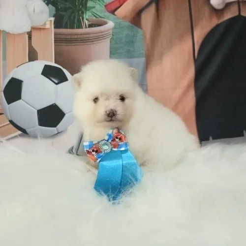 Spitz alemão- Estrutura pequena com temperamento equilibrado