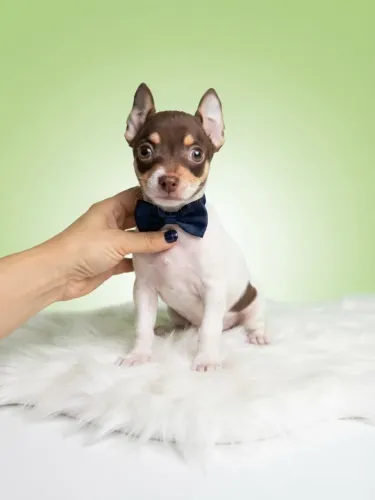 Pinscher Menino de Personalidade Encantadora