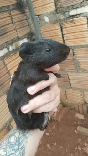 Porquinho da Índia 