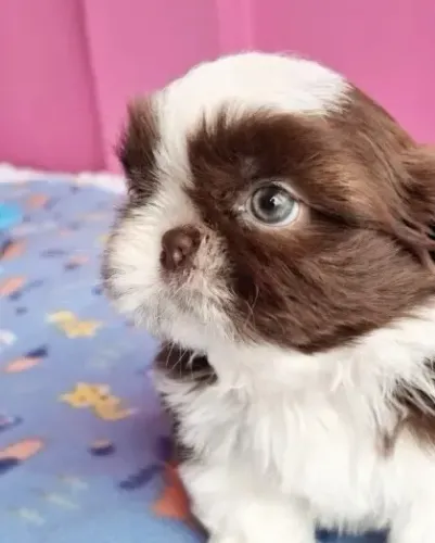 Shih tzu mini macho chocolate dos olhos verdes c/ pedigree