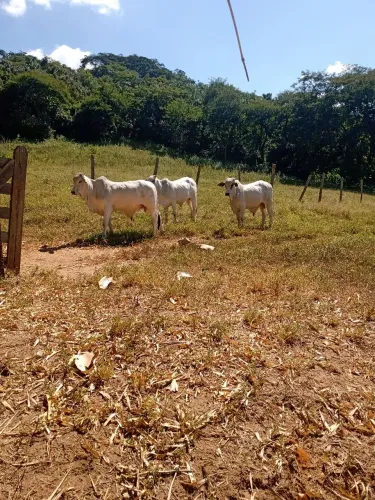 Garrotes nelore