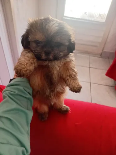 Vendo cachorrinho shitzu macho 