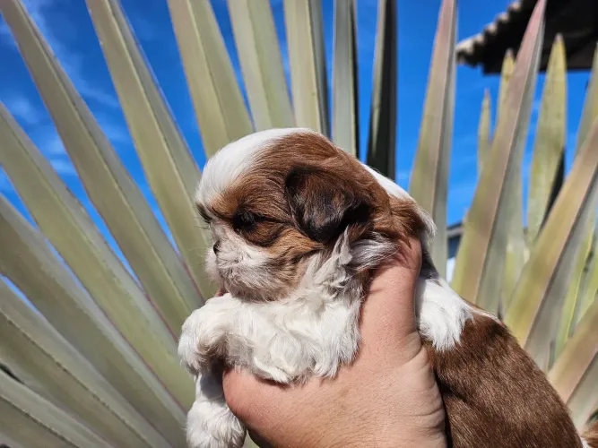 Shih tzu femea alto padrao