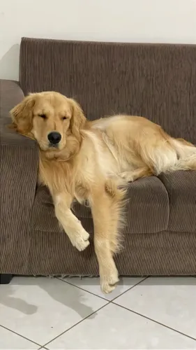 Filhote de Golden retriver